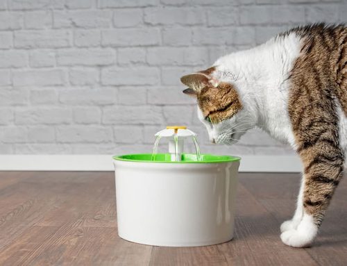 Heat Stroke in Pets: What Every Owner Needs to Know This Summer