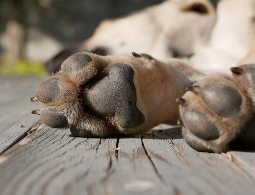 Hot Pavement, Hot Paws: Protecting Your Pet from Asphalt Burns This Summer