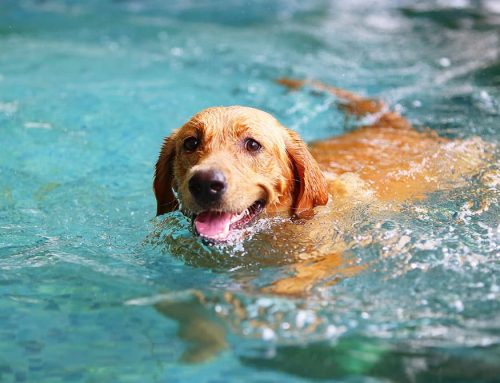 Keeping Your Dog Safe Around Water: Essential Tips for Pet Owners