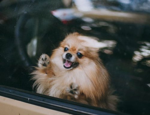 Never Leave Your Dog in a Hot Car — Even for a Minute