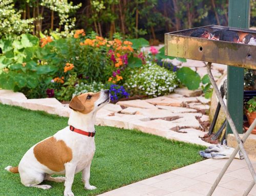 BBQ Season Hazards: What Not to Share With Your Pet