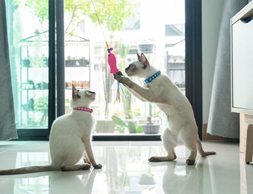 Keeping Indoor Cats Happy While Everyone Else Is Outside