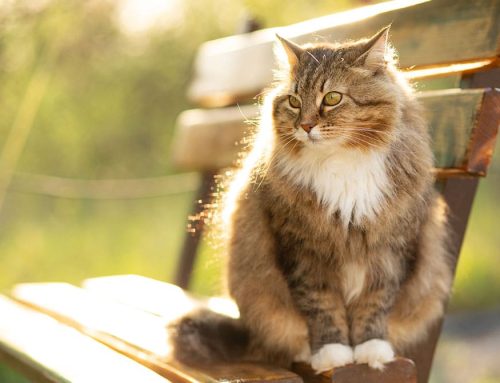 Sunburn in Pets: Yes, It’s Real—And Preventable