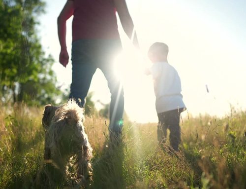 Traveling Without Your Pet? How to Prepare for a Pet Sitter or Boarding