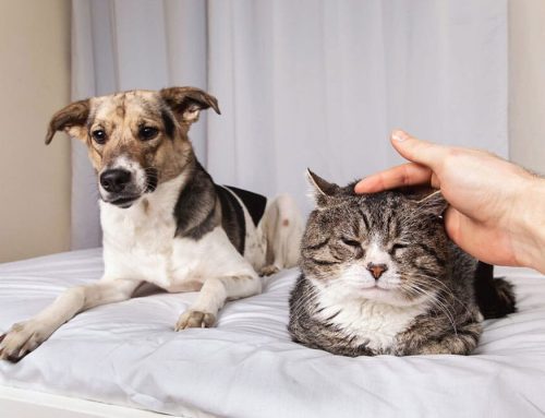 How We Make Vet Visits Less Stressful: A Behind-the-Scenes Look at Our Fear Free Techniques