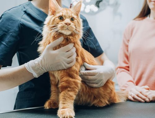 Fear Free® for Cats: Making the Vet a Less Scary Place for Our Feline Friends