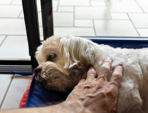 Saying Goodbye at Home: The Comfort and Compassion of In-Home End of Life Care