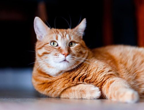 The Grieving Process After Pet Loss: What to Expect and How to Cope